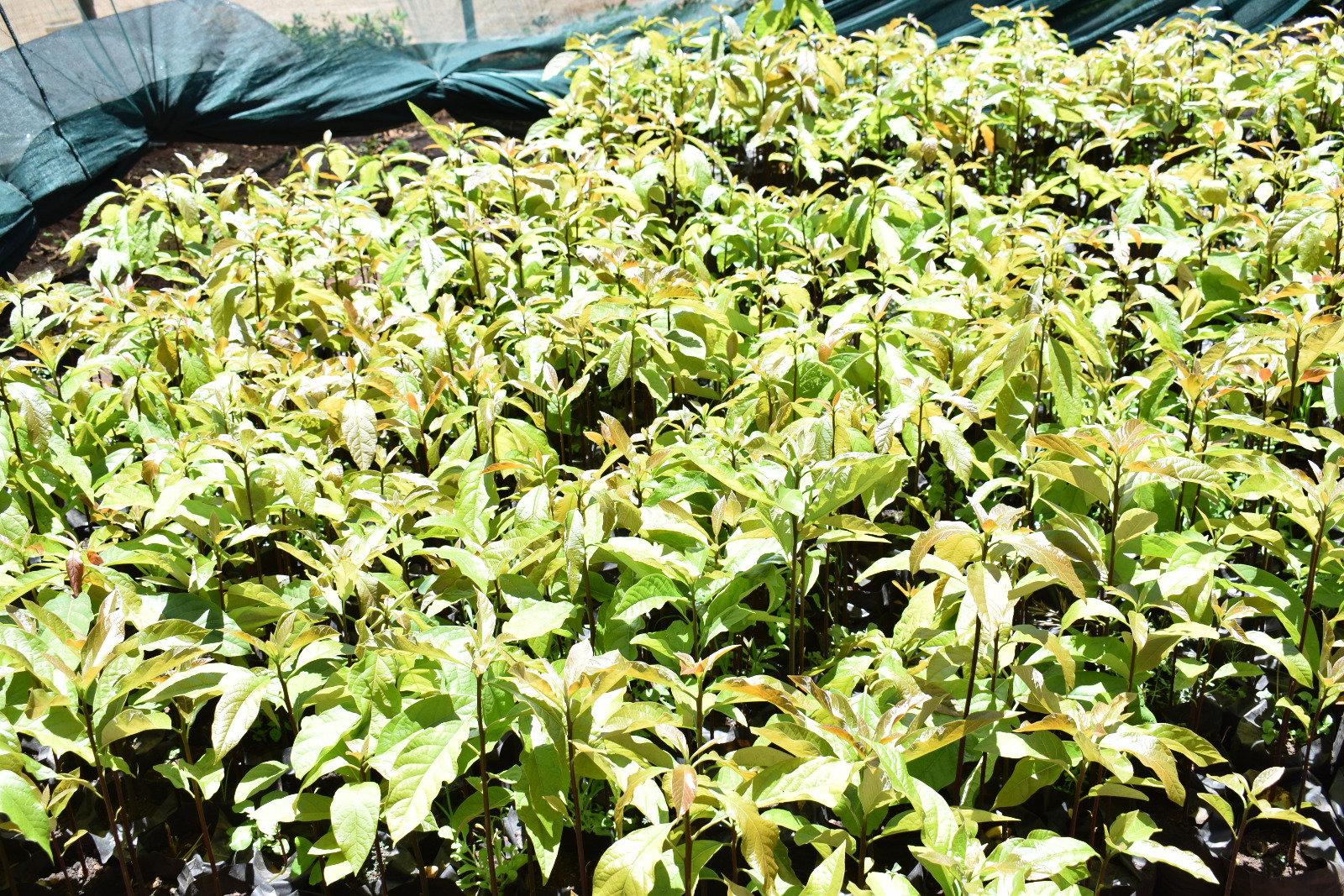 Nut Orchard image
