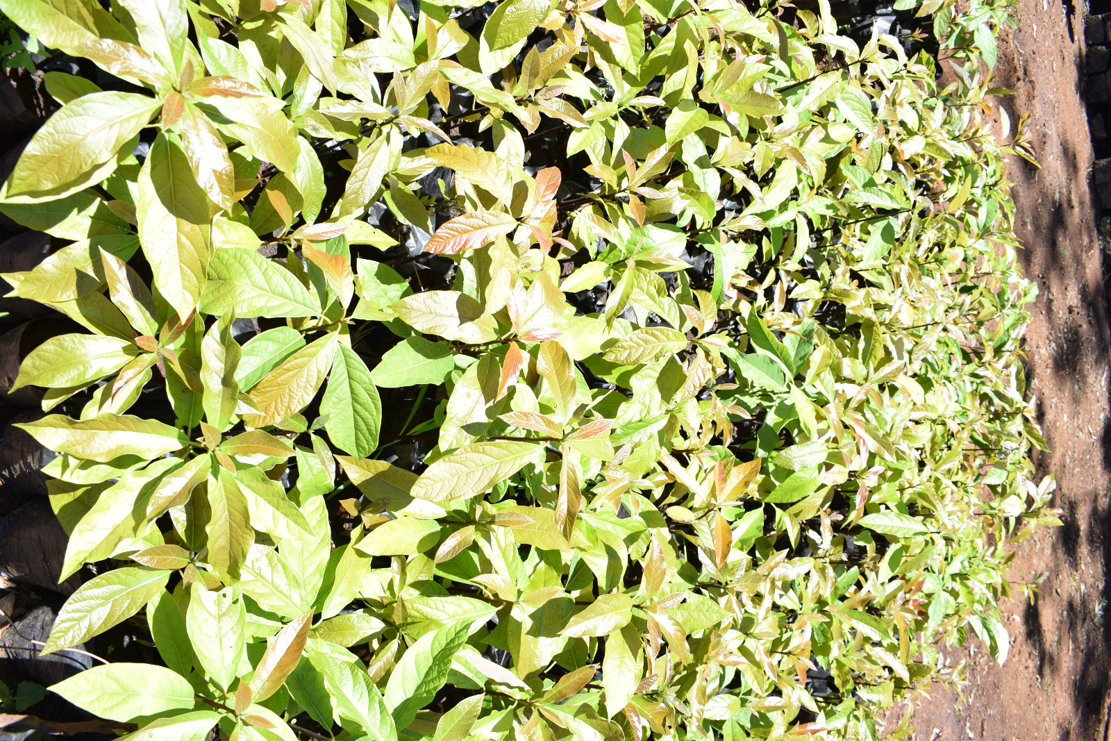 Macademia nut nursery